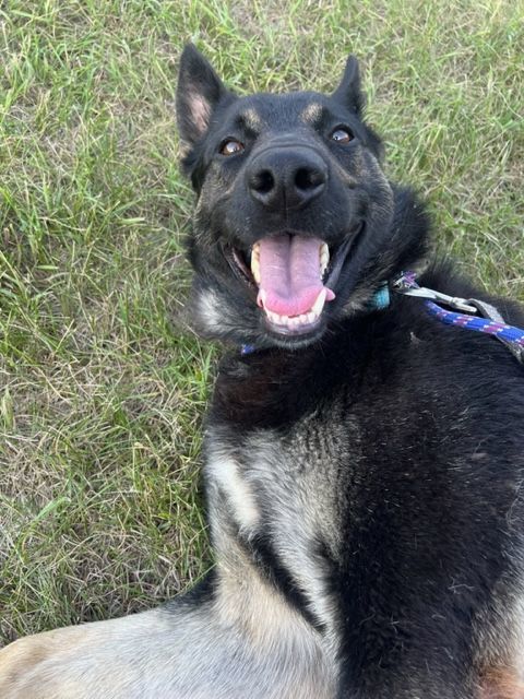 Enlarge Elroy, a Adoptable German Shepherd Dog in Grand Forks, ND image 8/10