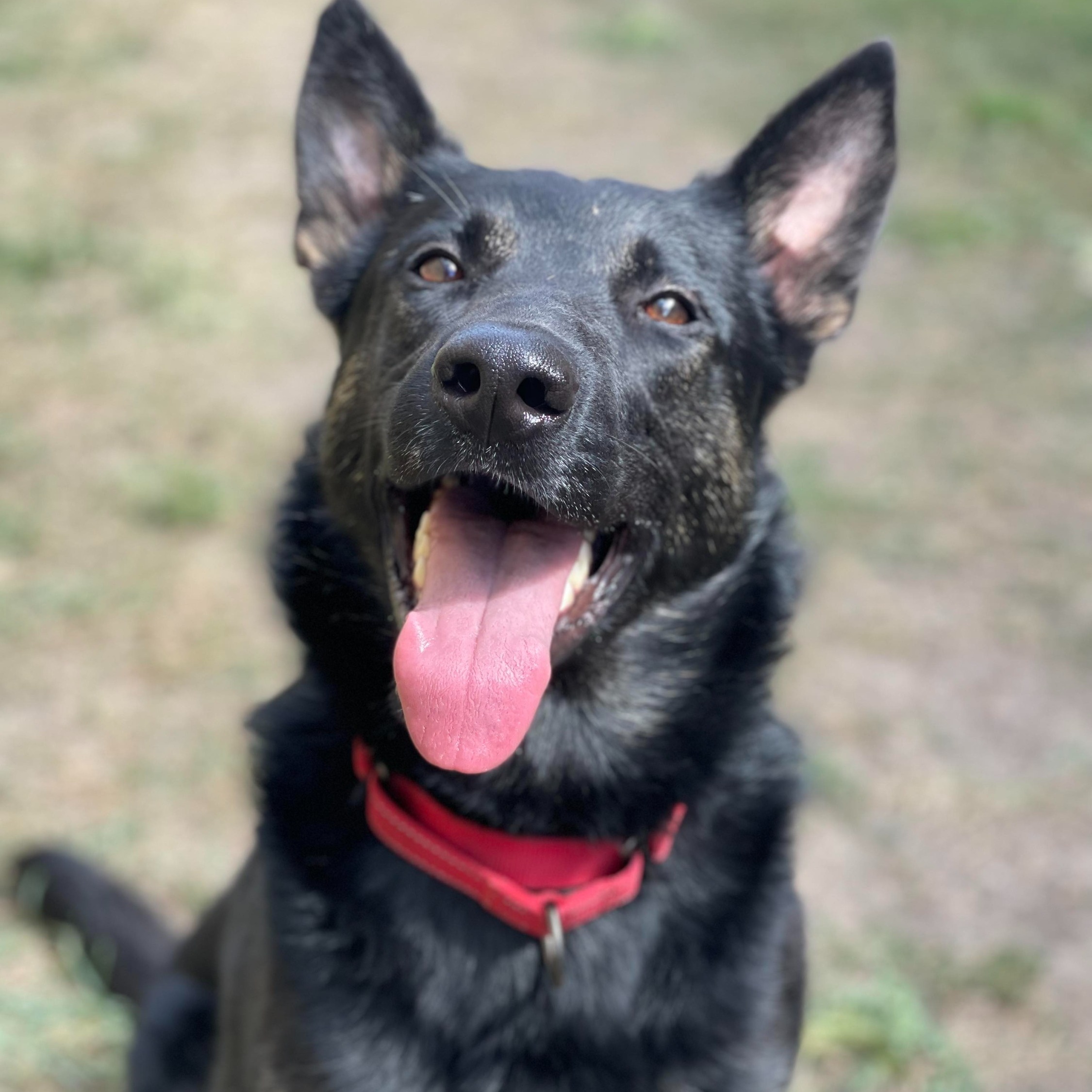 Enlarge Elroy, a Adoptable German Shepherd Dog in Grand Forks, ND image 1/10