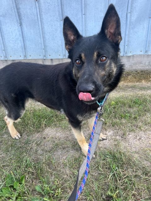 Enlarge Elroy, a Adoptable German Shepherd Dog in Grand Forks, ND image 9/10