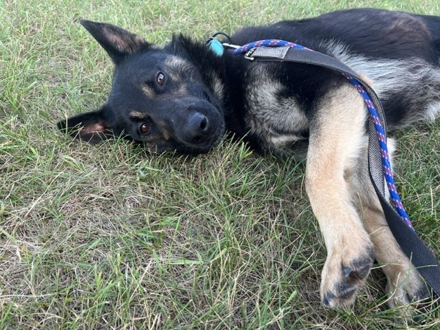 Enlarge Elroy, a Adoptable German Shepherd Dog in Grand Forks, ND image 10/10