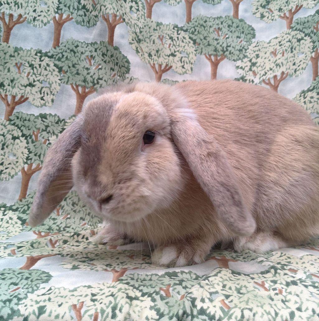 Enlarge Holly, an adoptable Lop Eared in Goleta, CA image 1/2