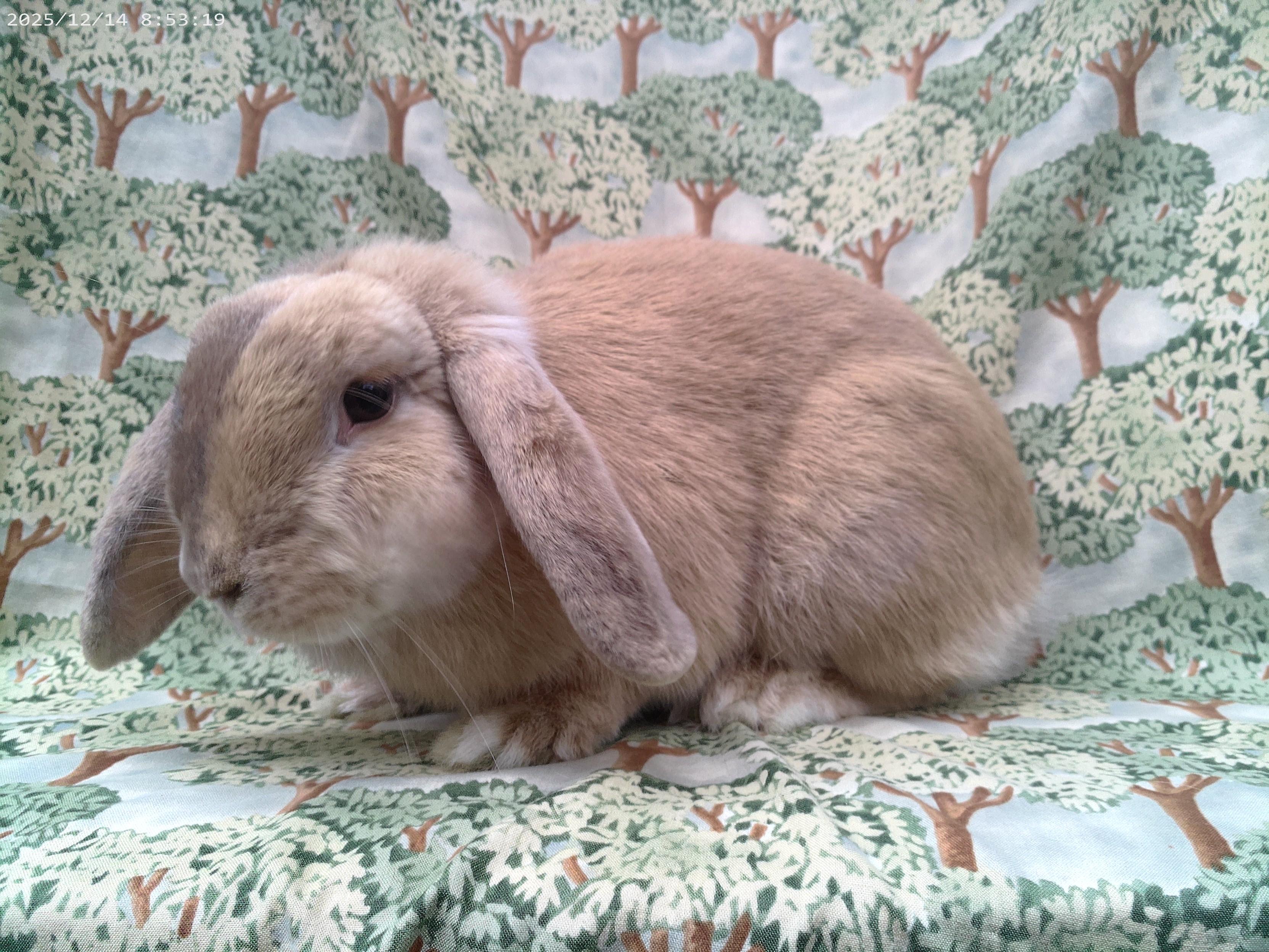 Enlarge Holly, an adoptable Lop Eared in Goleta, CA image 2/2