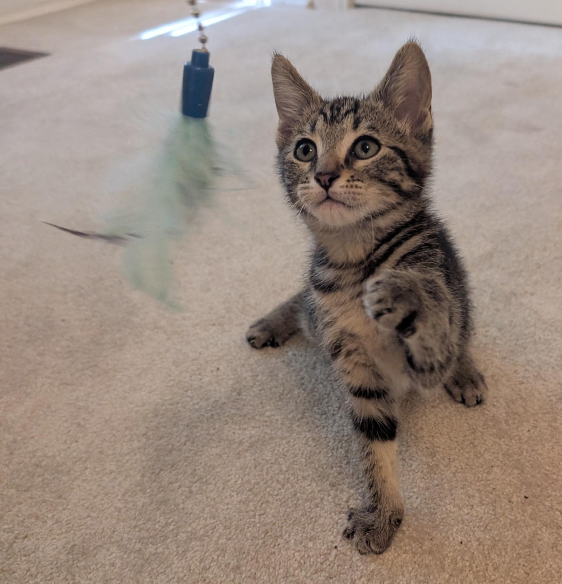 MIKA, an adopted Tabby in Elgin, SC image 3/6