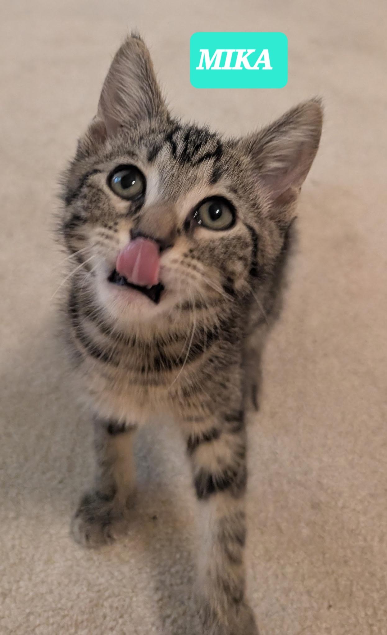 MIKA, an adopted Tabby in Elgin, SC image 2/6
