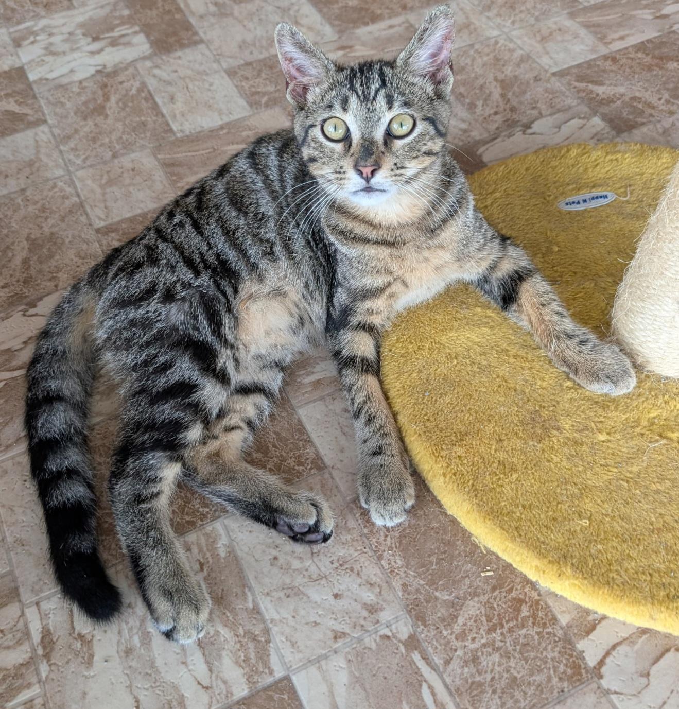 MIKA, an adopted Tabby in Elgin, SC image 5/6