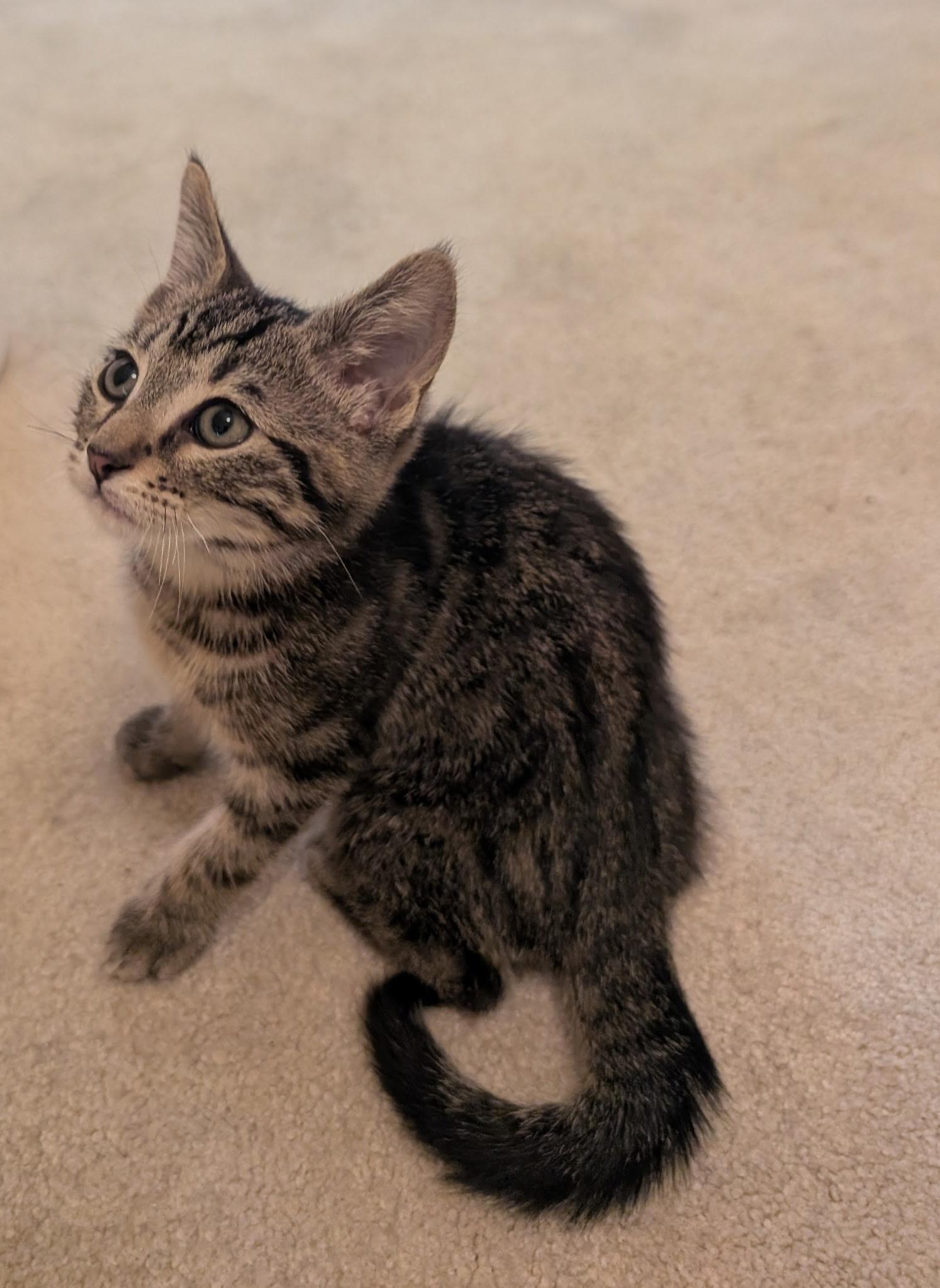 MIKA, an adopted Tabby in Elgin, SC image 4/6