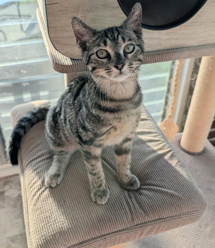 MIKA, an adopted Tabby in Elgin, SC image 6/6