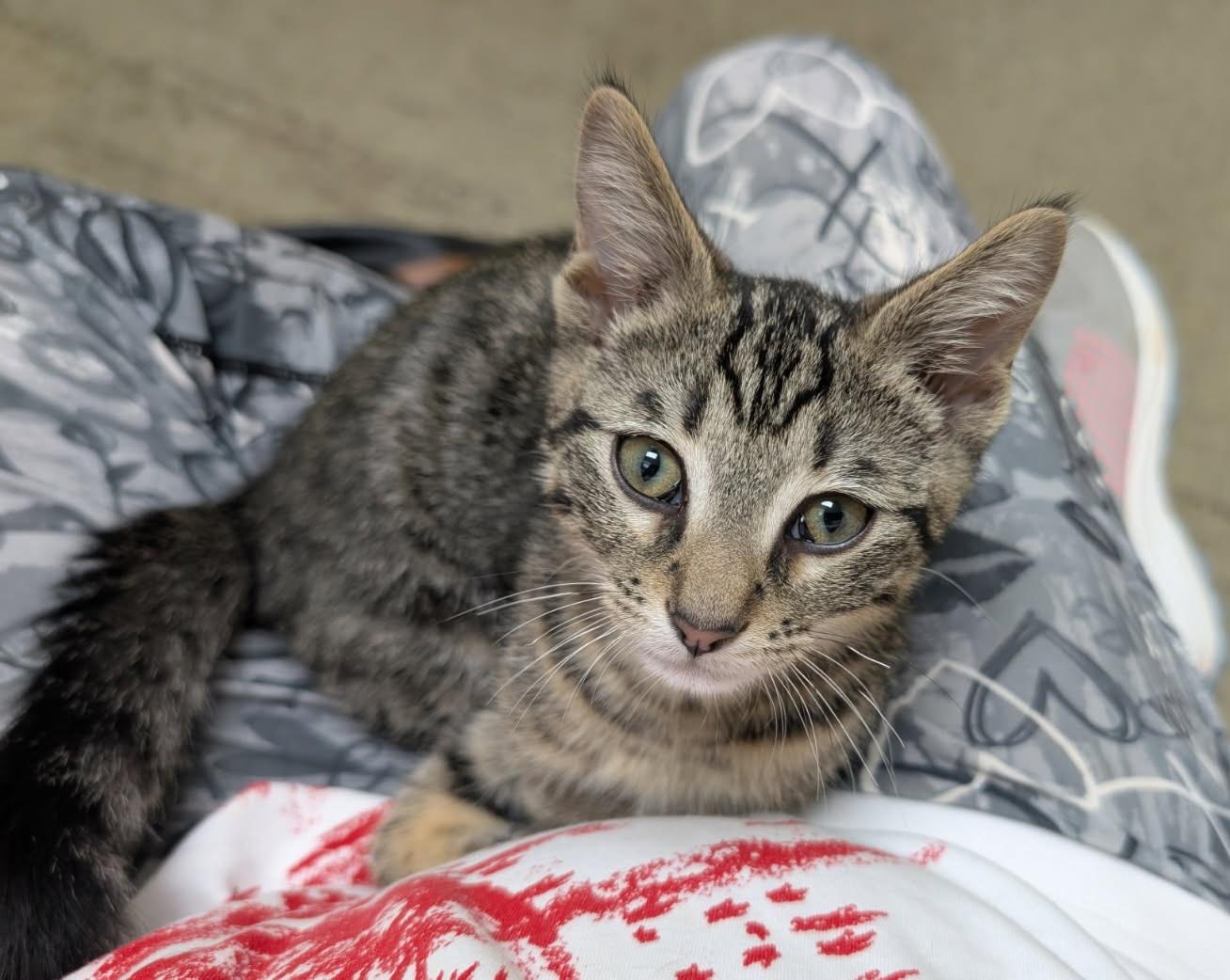 MIKA, adopted, Young Male Tabby.