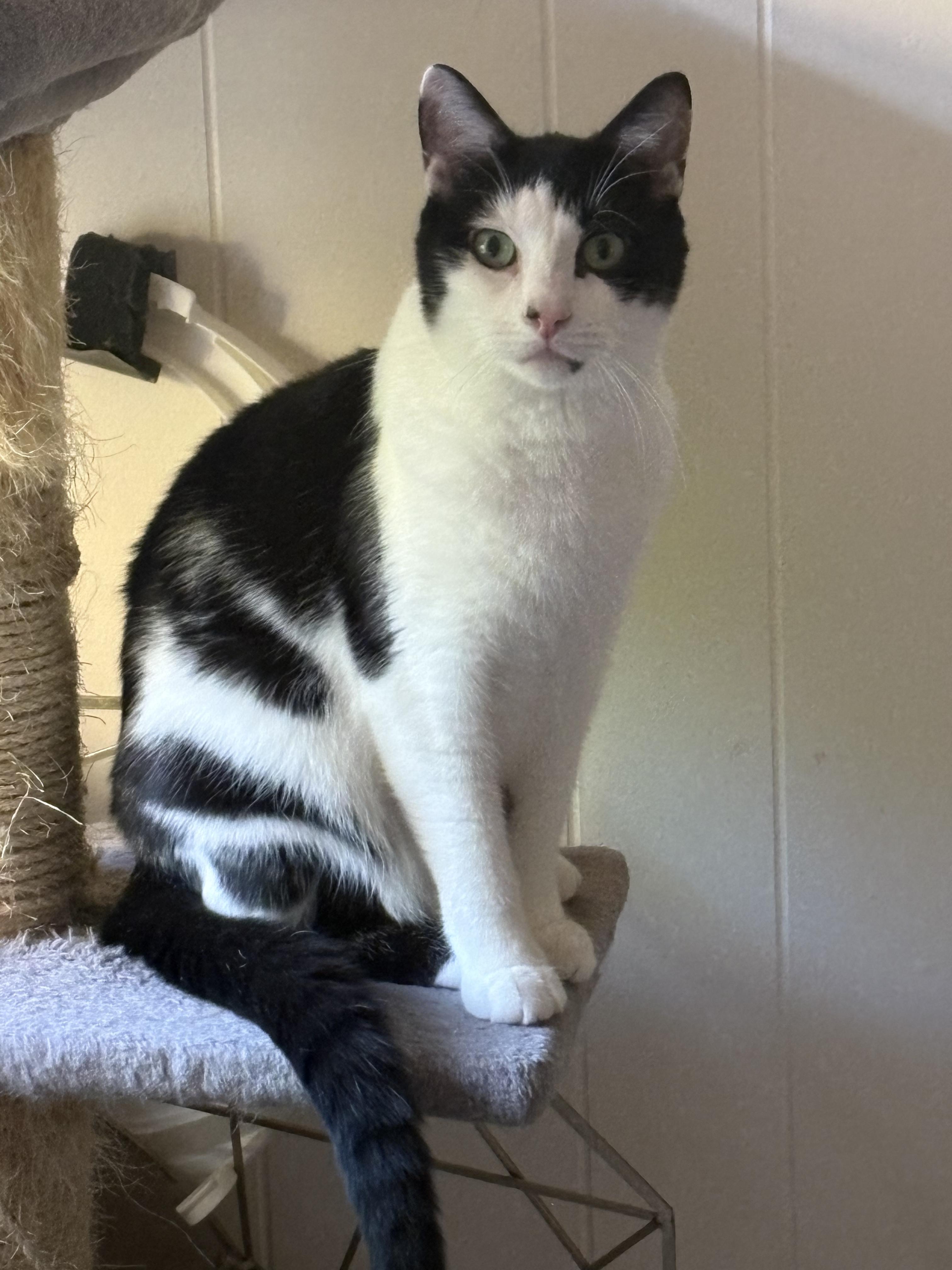 Enlarge Domino, an adoptable American Shorthair in Jersey City, NJ image 1/6