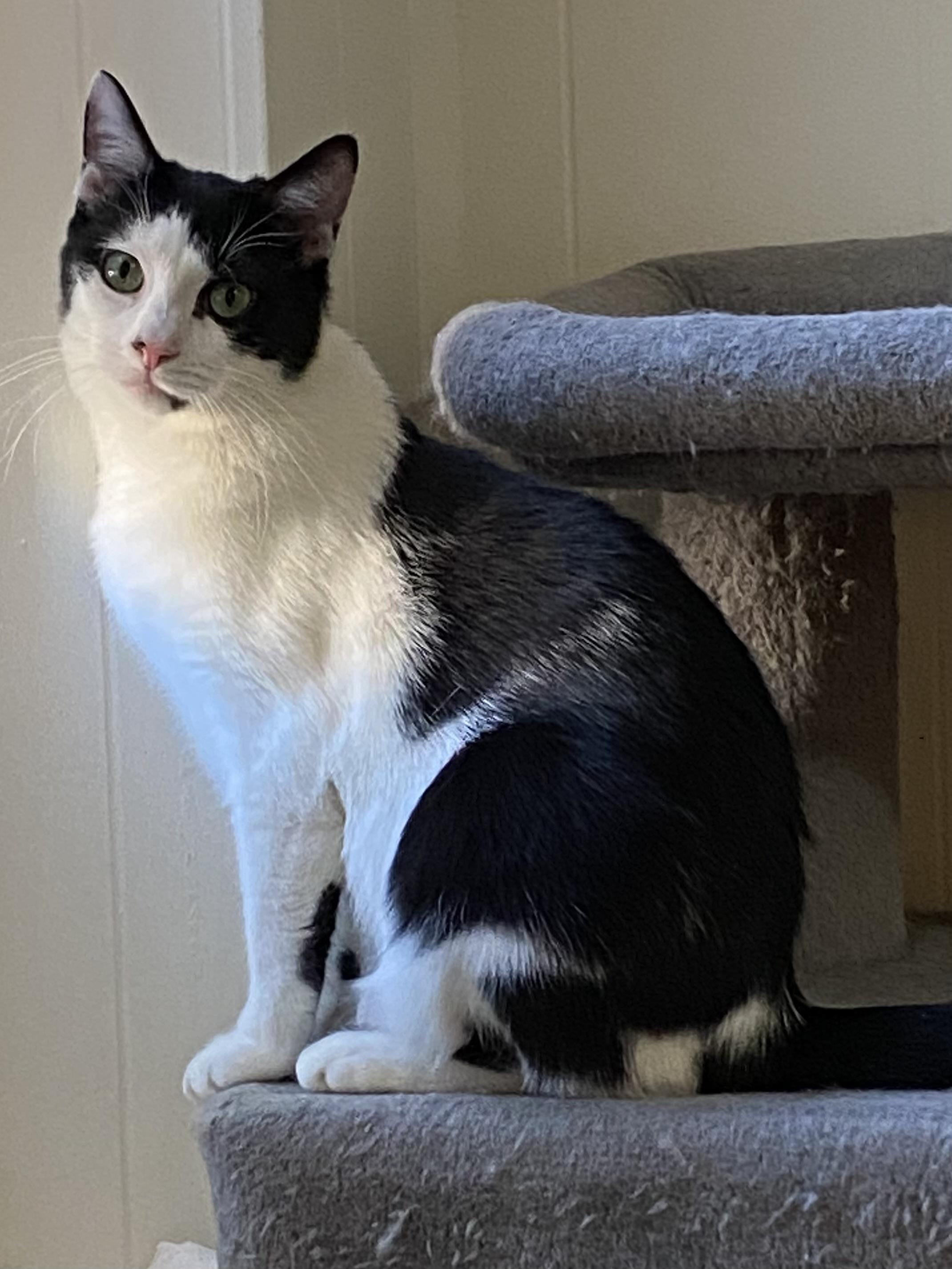 Enlarge Domino, an adoptable American Shorthair in Jersey City, NJ image 3/6