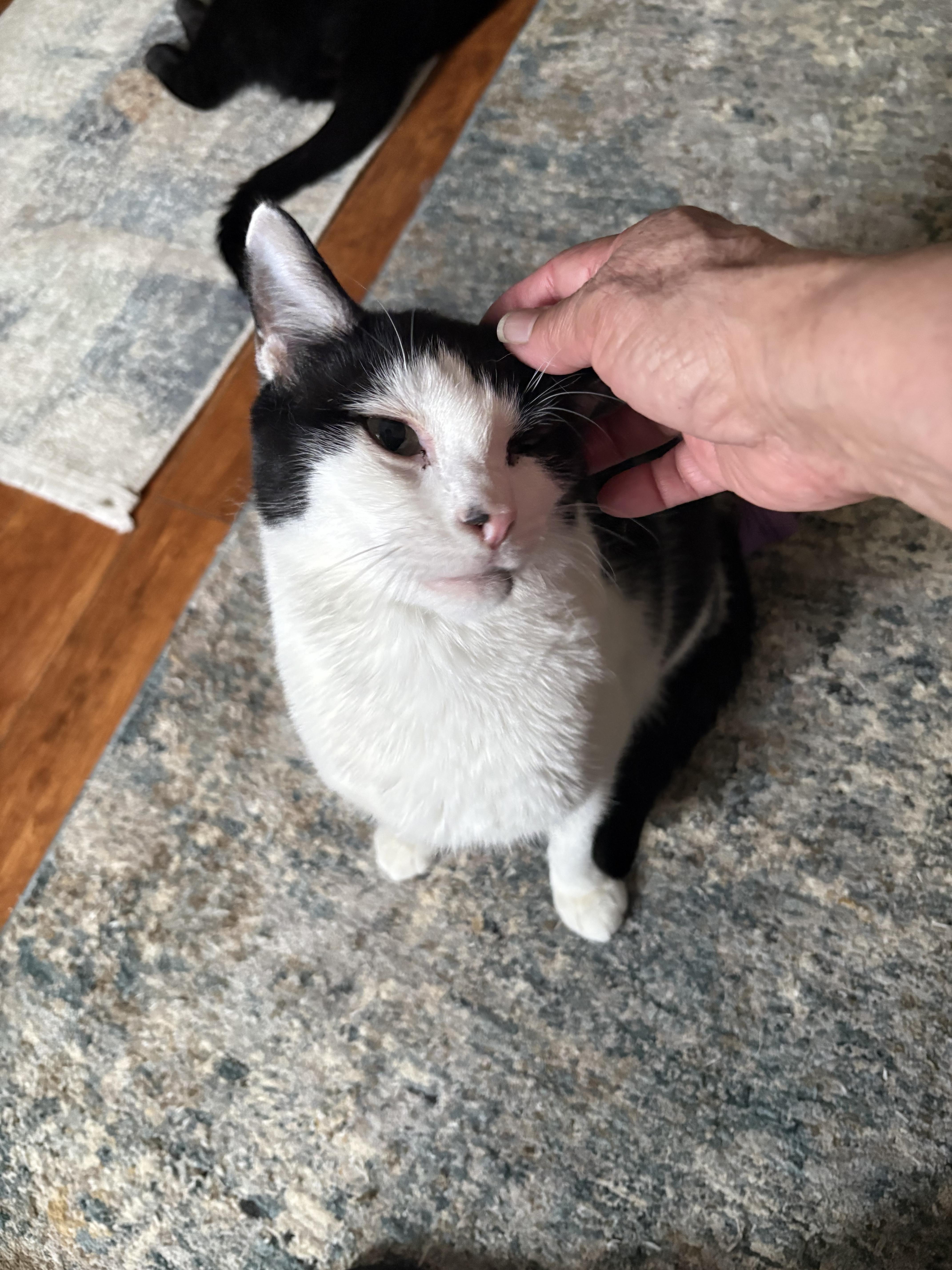 Enlarge Domino, an adoptable American Shorthair in Jersey City, NJ image 6/6
