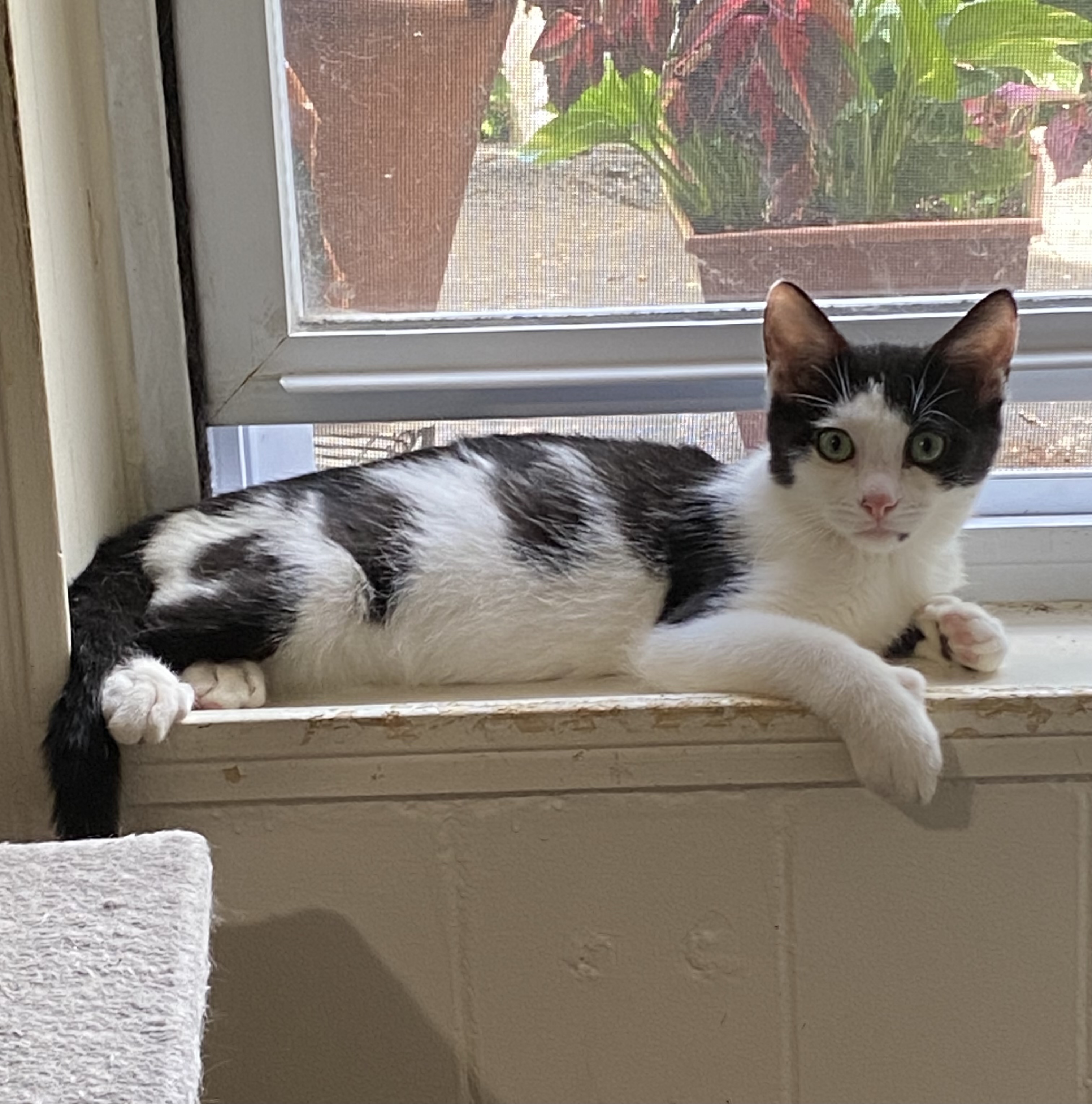 Enlarge Domino, an adoptable American Shorthair in Jersey City, NJ image 6/6