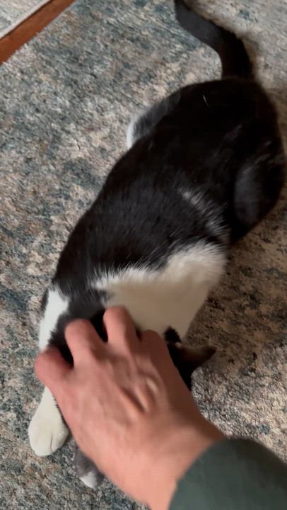 Enlarge Domino, an adoptable American Shorthair in Jersey City, NJ video 3/6