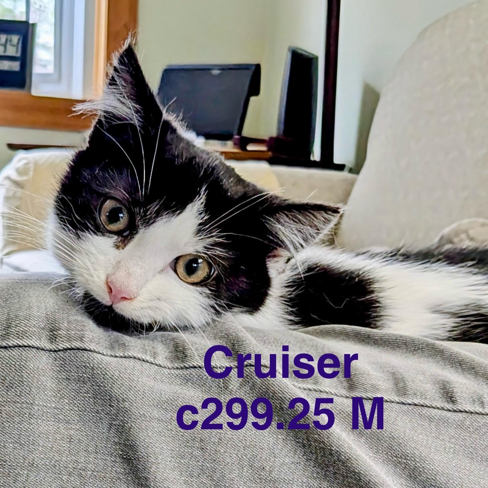 Foster Cruiser, ADOPTABLE, Kitten Male Domestic Short Hair.