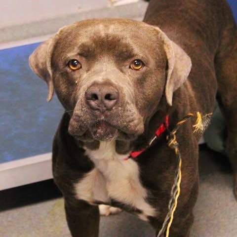 Enlarge 26-00532, a ADOPTABLE Pit Bull Terrier in Fredericksburg, VA image 1/1
