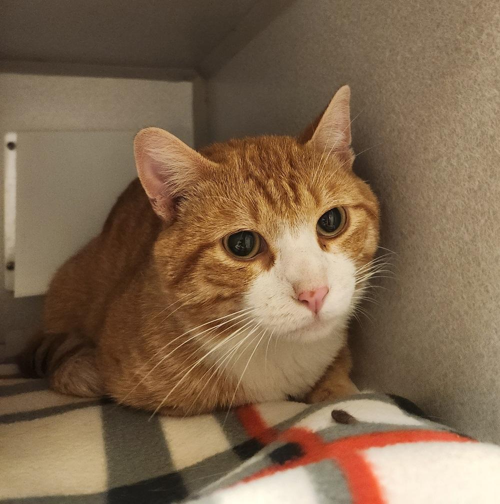 Enlarge Benji, a Adoptable Domestic Short Hair in Mason City, IA image 1/1