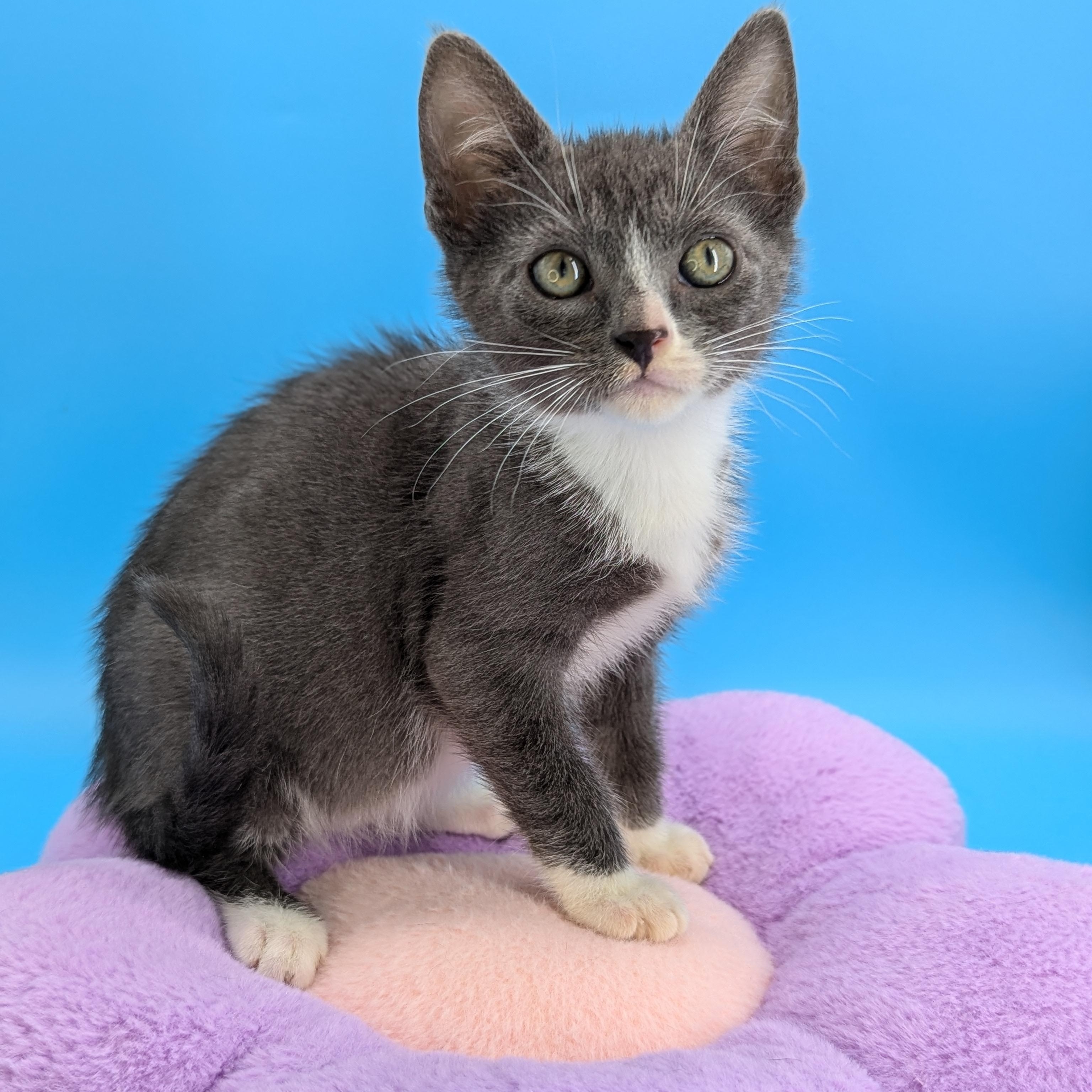 Blueberry (The Fruitlets) Domestic Short Hair Cat
