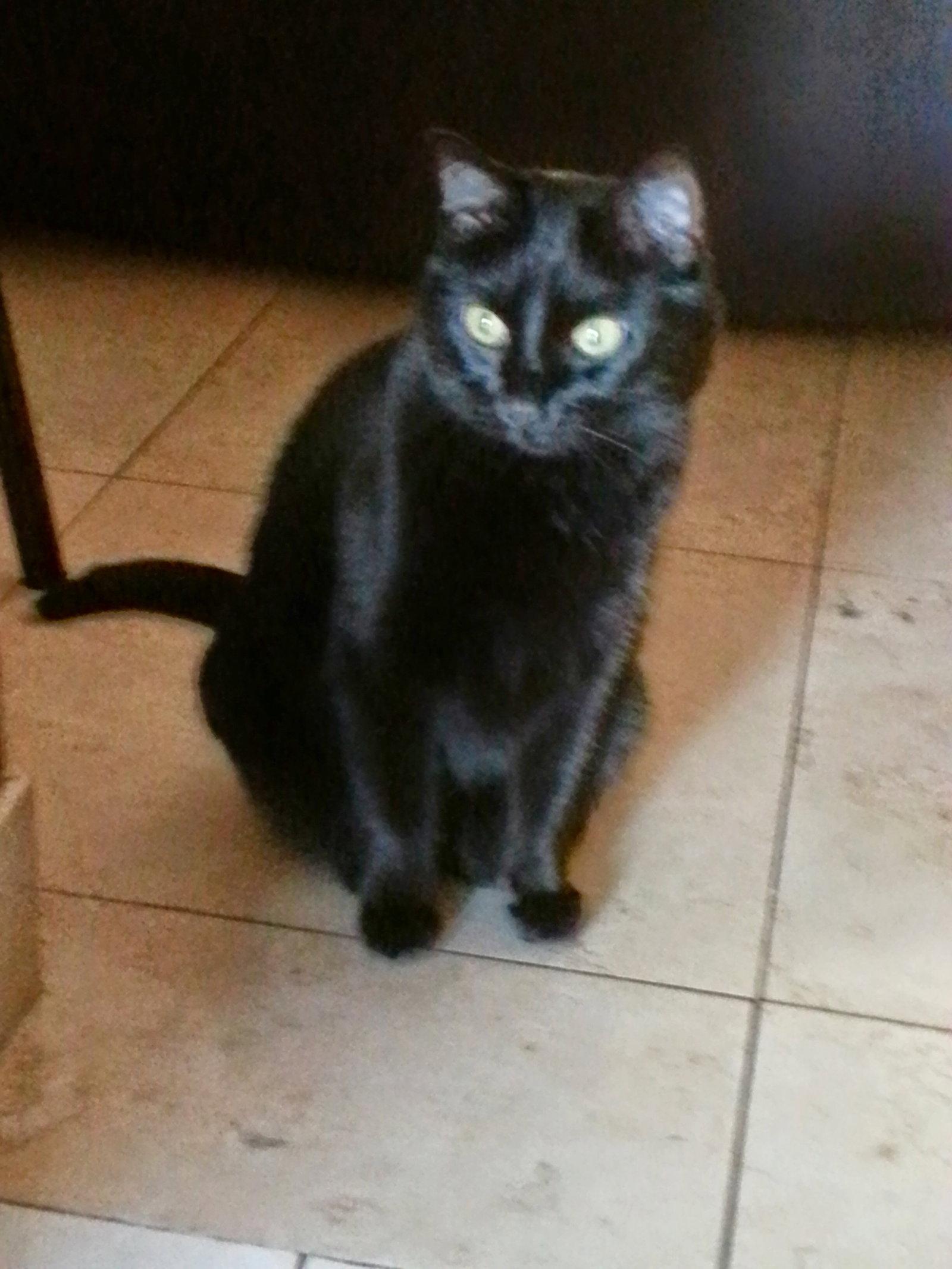 Enlarge Hershey 10.13.09, a Adoptable Domestic Short Hair in Apopka, FL image 2/2