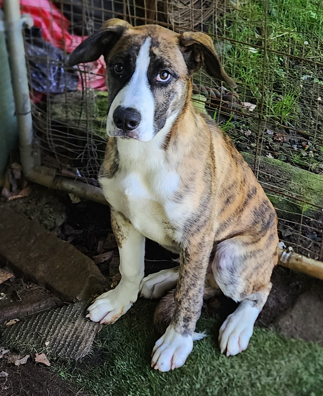 Dog for adoption Wilbur, a Great Dane in Sylva, NC Petfinder
