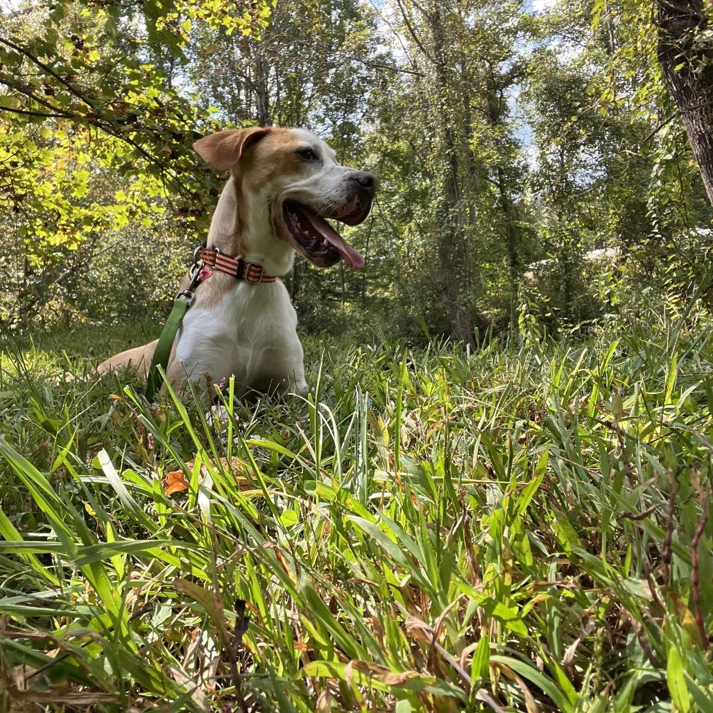 Hashbrown, Adoptable, Young Male Boxer & Hound.