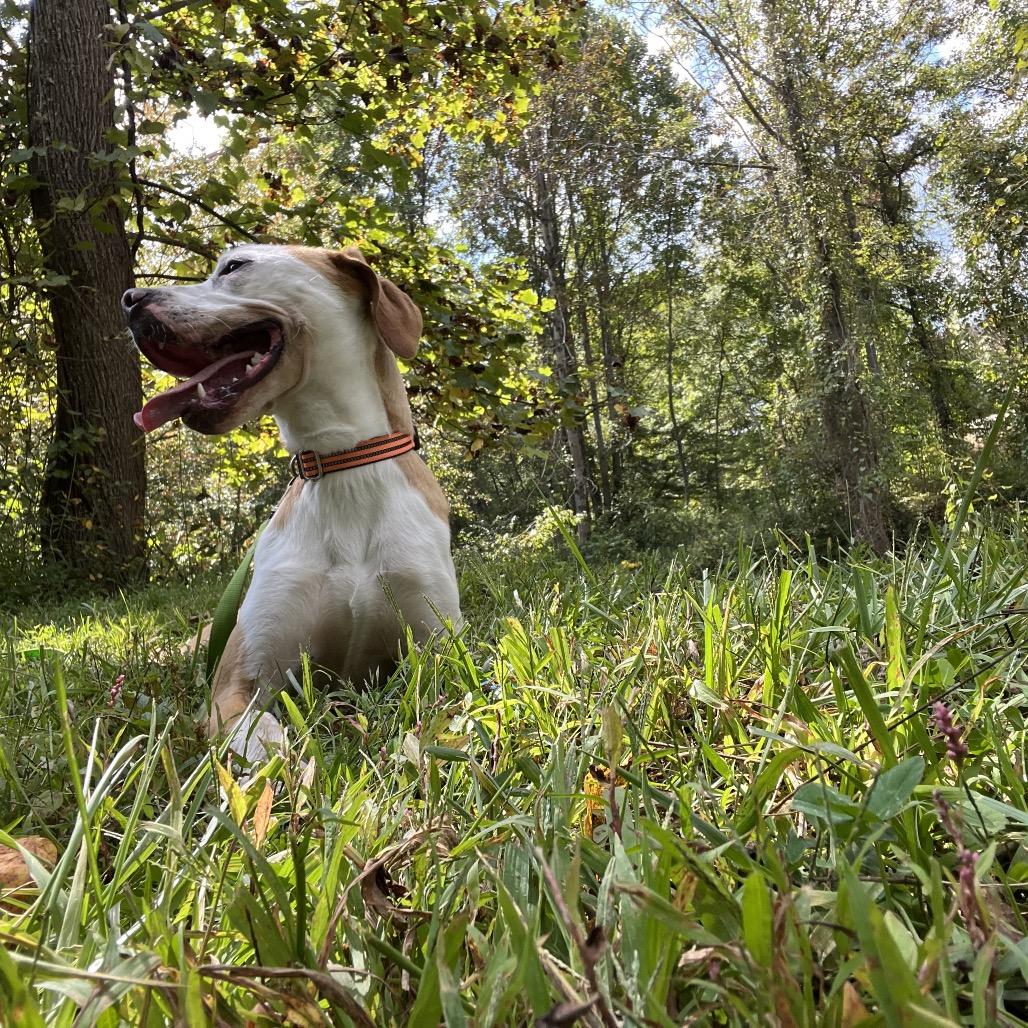 Enlarge Hashbrown, a Adoptable mixed breed in Waynesville, NC image 2/6
