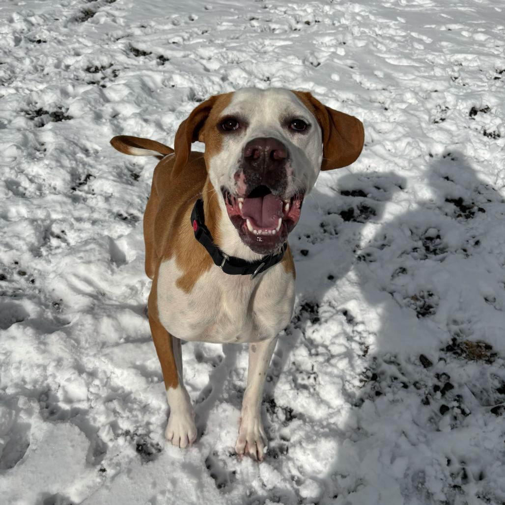 Hashbrown, a Adoptable mixed breed in Waynesville, NC image 3/6
