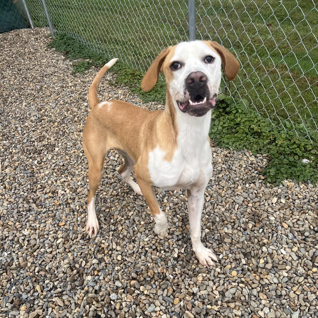 Enlarge Hashbrown, a Adoptable mixed breed in Waynesville, NC image 3/6