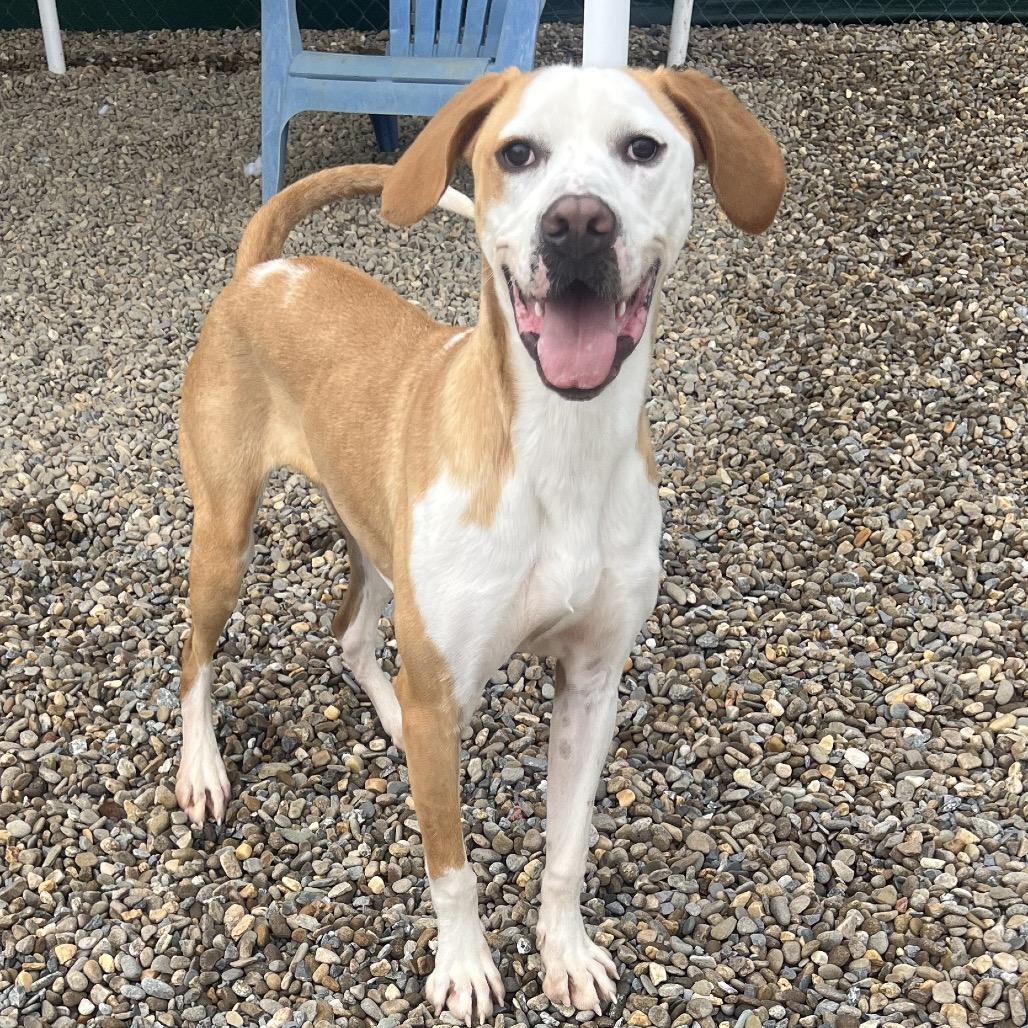 Enlarge Hashbrown, a Adoptable mixed breed in Waynesville, NC image 4/6