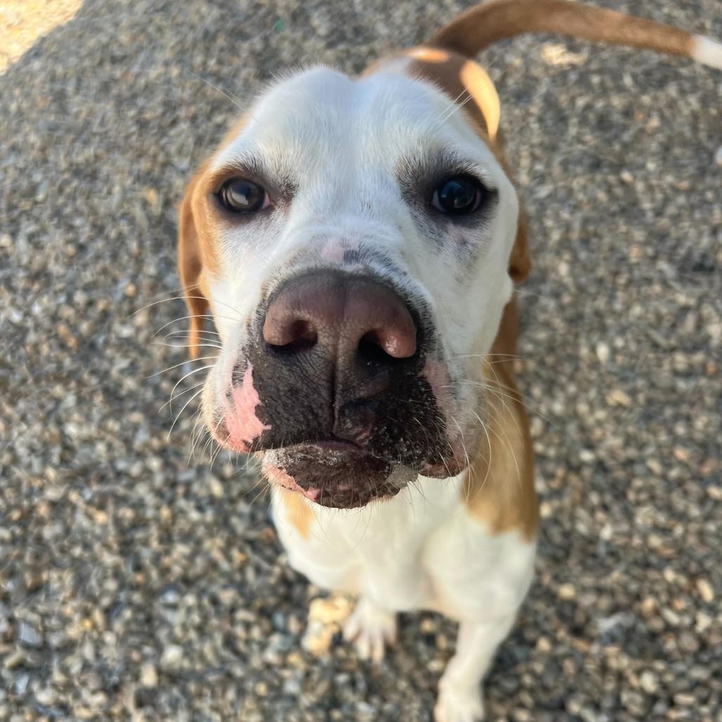 Enlarge Hashbrown, a Adoptable mixed breed in Waynesville, NC image 5/6