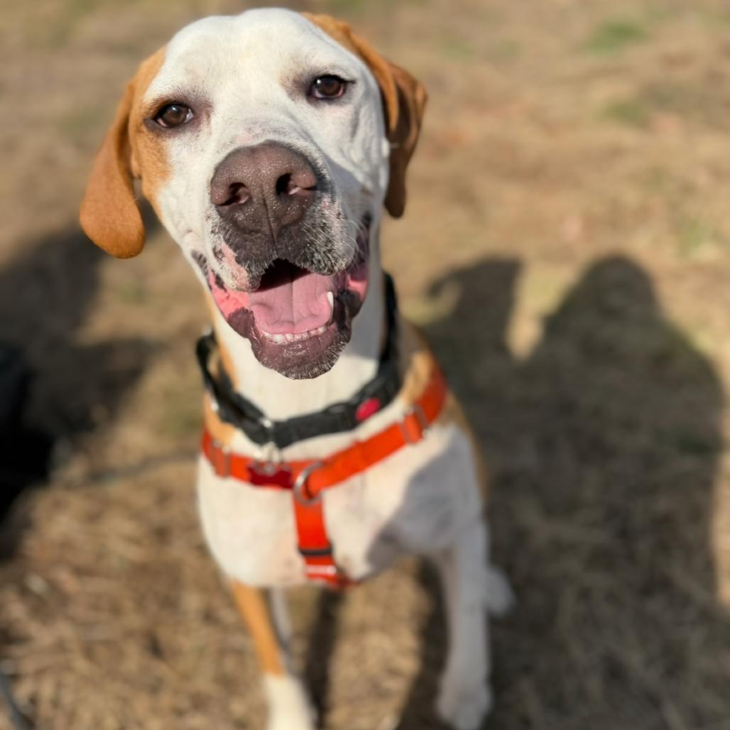 Enlarge Hashbrown, a Adoptable mixed breed in Waynesville, NC image 6/6