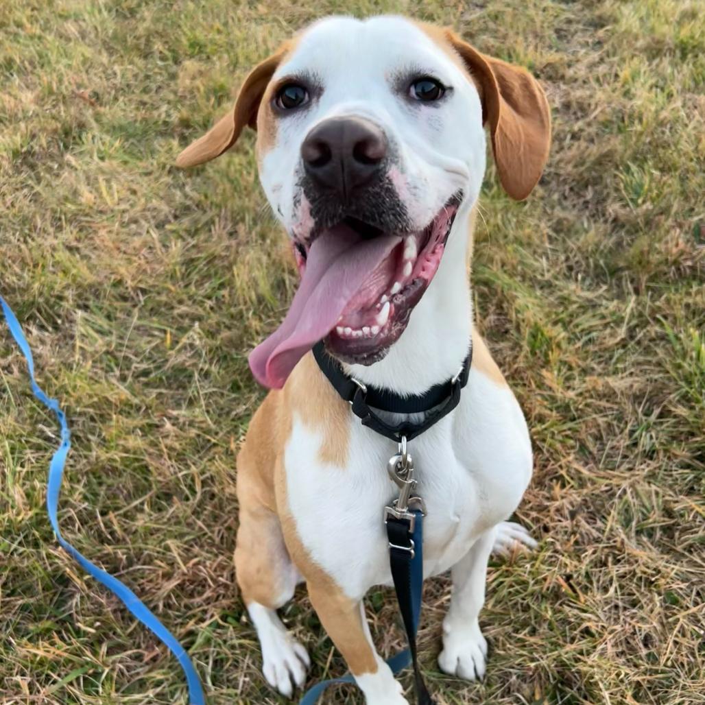 Enlarge Hashbrown, a Adoptable mixed breed in Waynesville, NC image 6/6