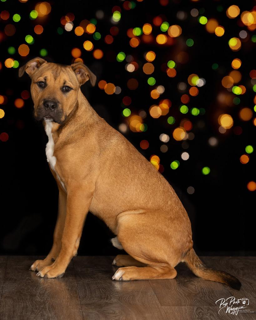 Robert, Adoptable, Young Male Terrier & Black Mouth Cur.