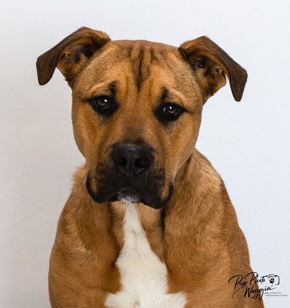 Robert, Adoptable, Young Male Terrier & Black Mouth Cur.