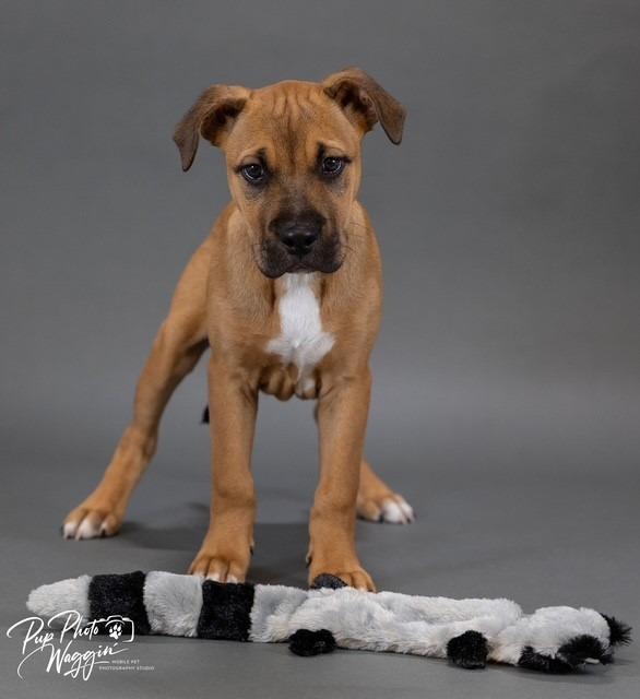 Enlarge Robert, a Adoptable mixed breed in Claremore, OK image 1/3