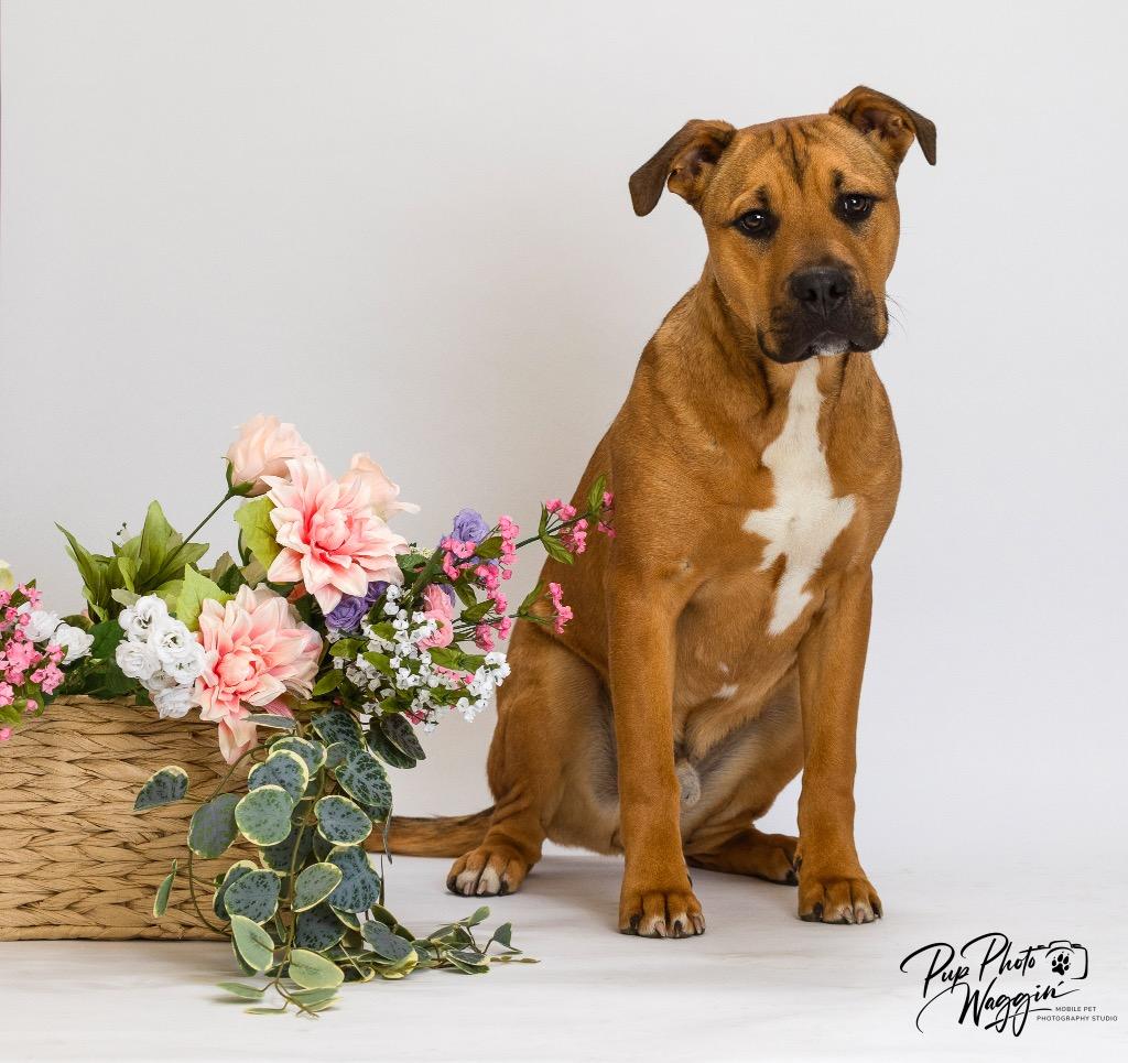 Enlarge Robert, a Adoptable mixed breed in Claremore, OK image 4/5