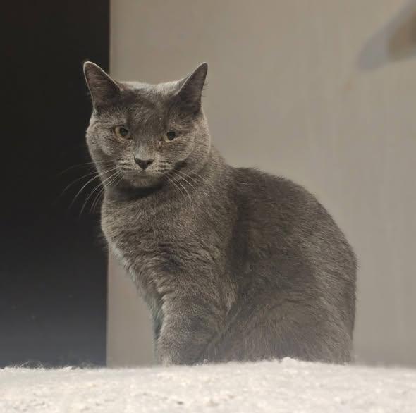 Enlarge Freya, a ADOPTABLE Domestic Short Hair in Spencerville, ON image 2/5