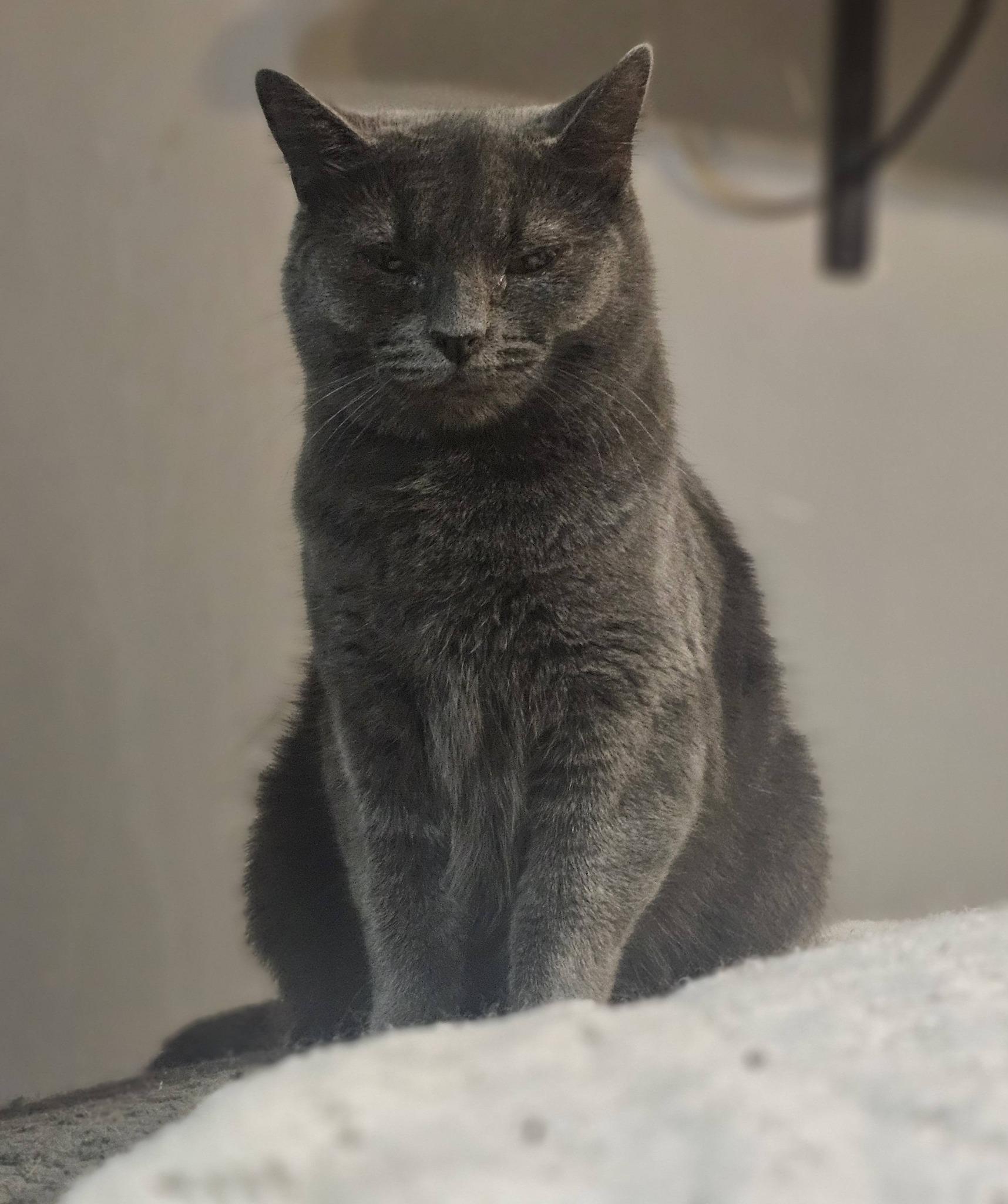 Enlarge Freya, a ADOPTABLE Domestic Short Hair in Spencerville, ON image 4/5