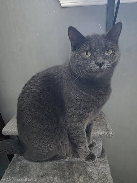 Enlarge Freya, a ADOPTABLE Domestic Short Hair in Spencerville, ON image 5/5