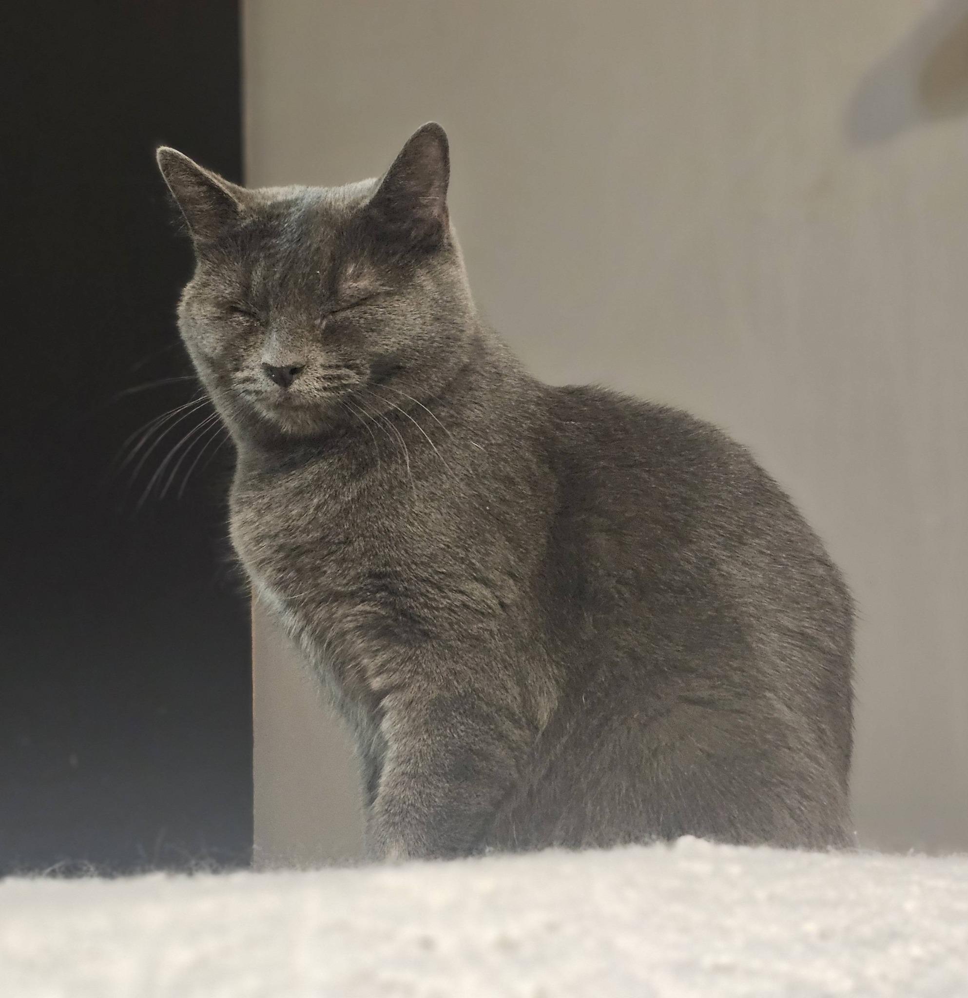 Freya, ADOPTABLE, Adult Female Domestic Short Hair.
