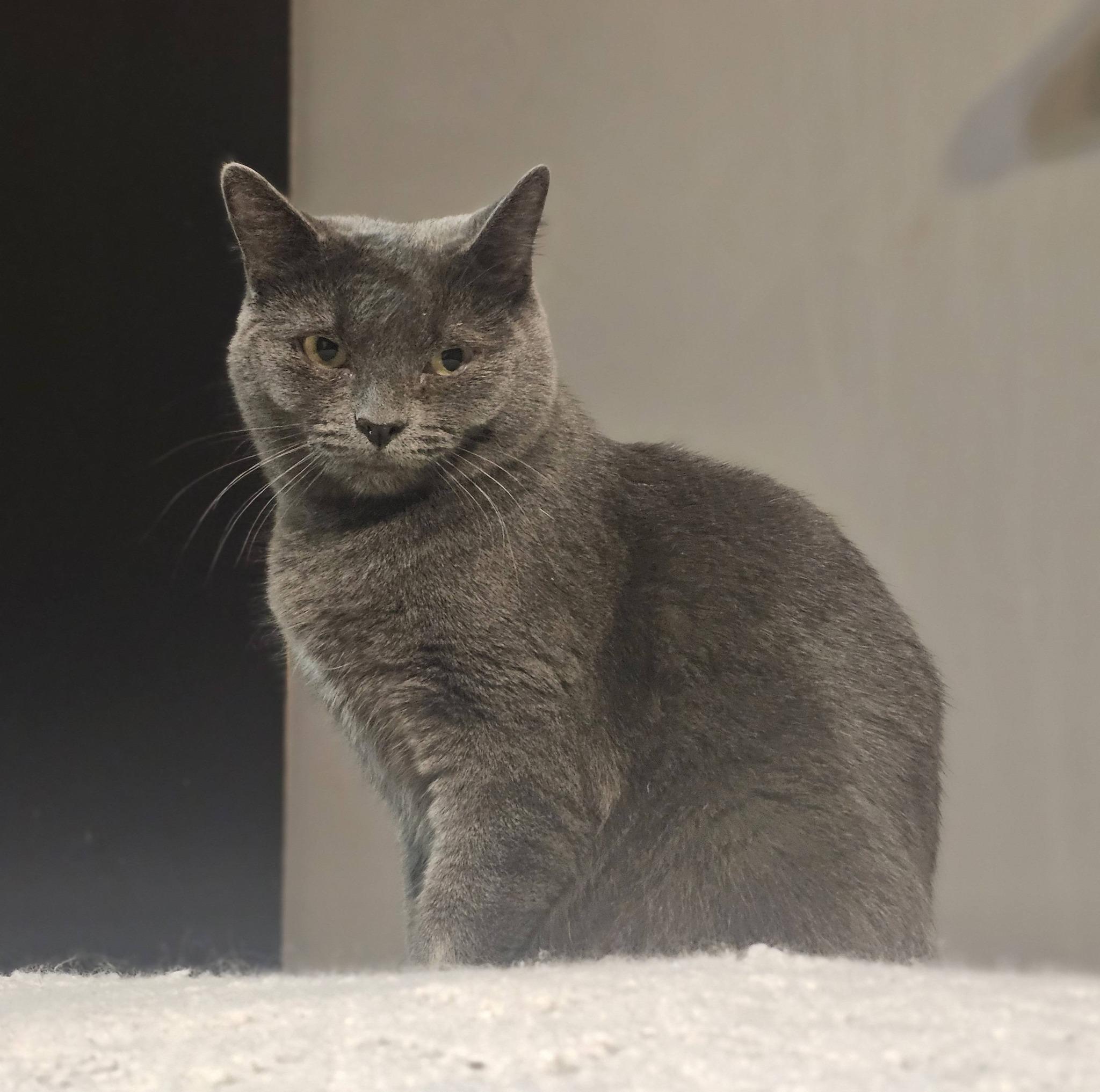 Enlarge Freya, a ADOPTABLE Domestic Short Hair in Spencerville, ON image 3/5