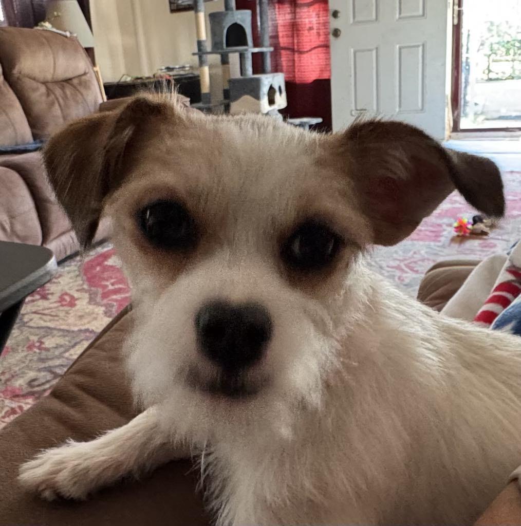 Poppy, a Adoptable Chihuahua in Angleton, TX image 4/5