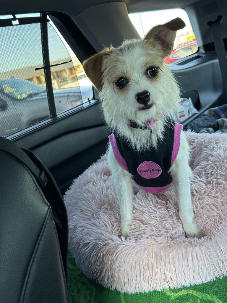 Poppy, Young Female Chihuahua