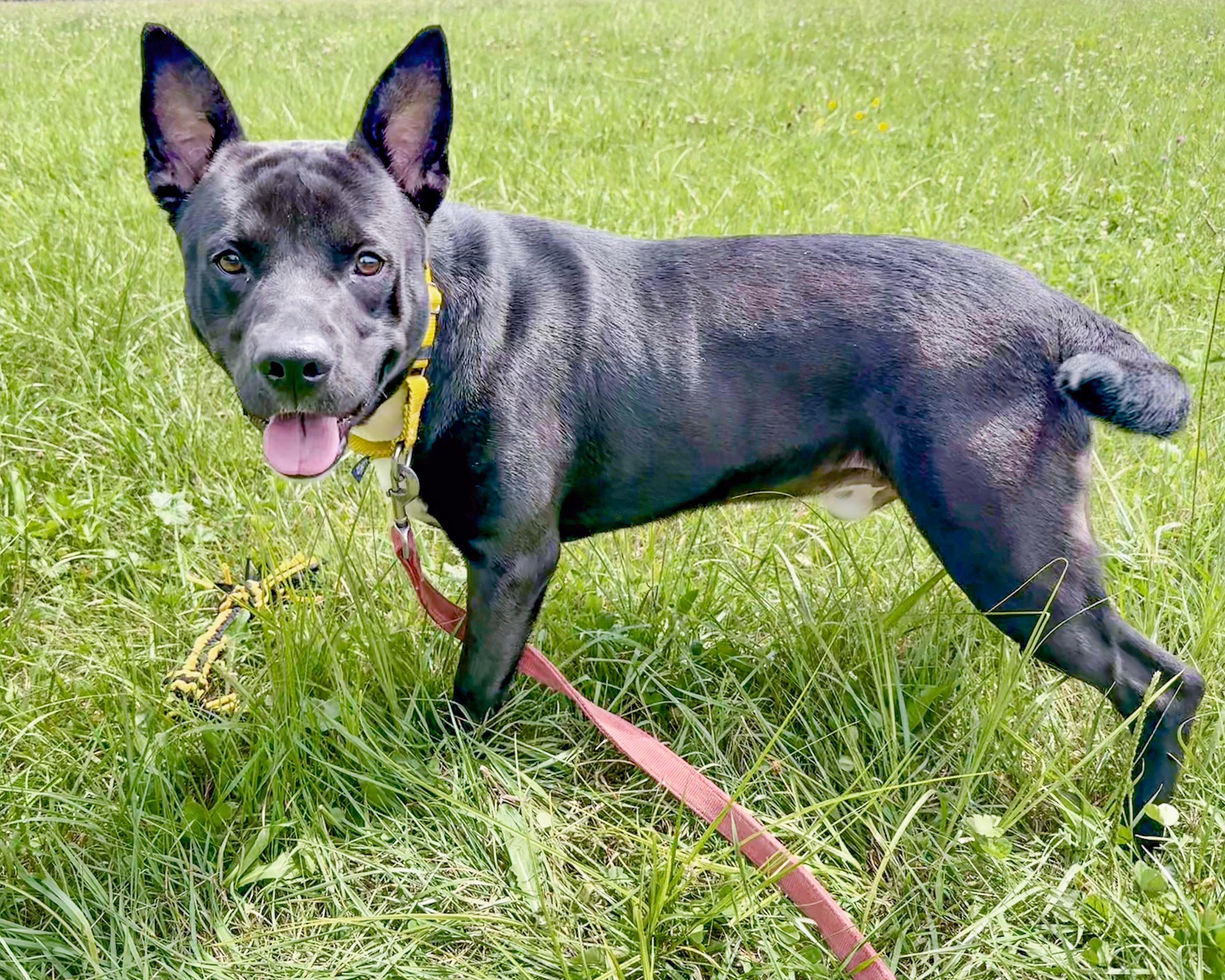 BUD, a ADOPTABLE mixed breed in Ashland, OH image 3/3