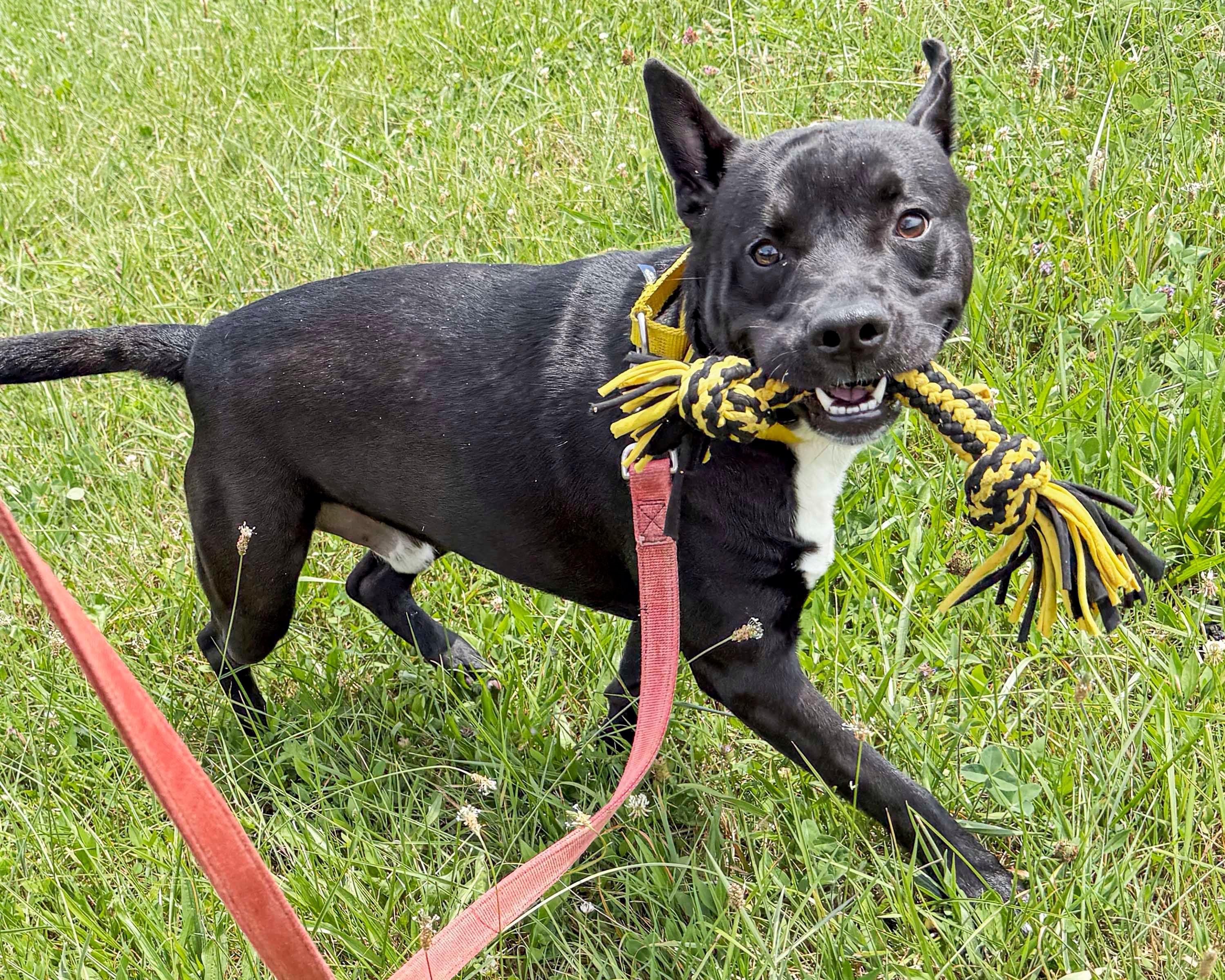 BUD, a ADOPTABLE mixed breed in Ashland, OH image 2/3