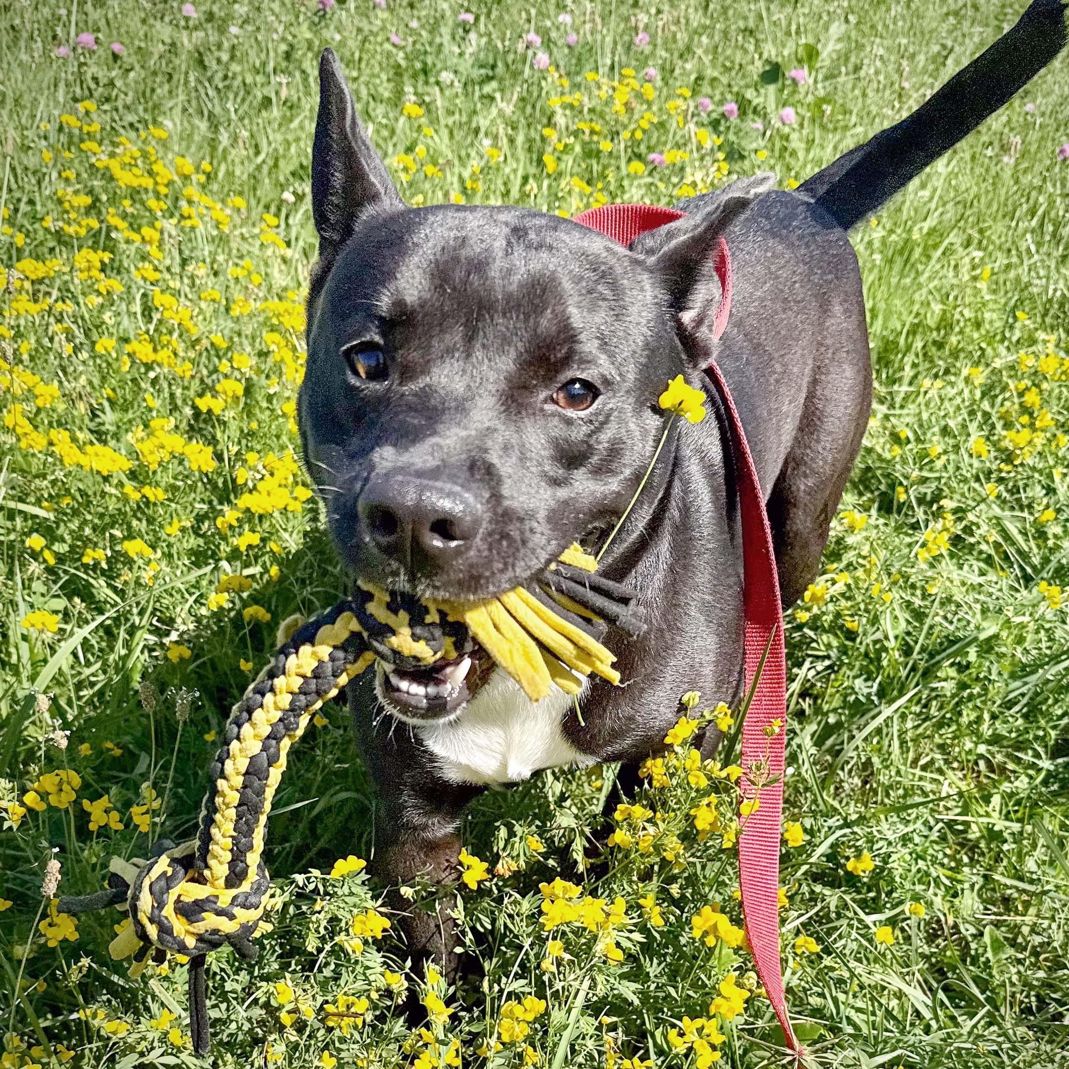 BUD, ADOPTABLE, Young Male Pit Bull Terrier.