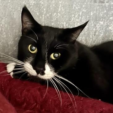 Mowgli FC, Adoptable, Young Male Domestic Short Hair & Domestic Short Hair.