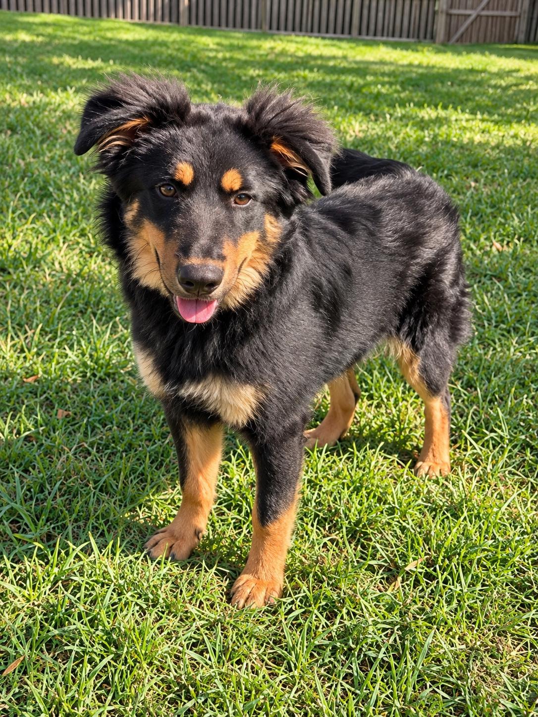 Enlarge Ollie, a Adoptable mixed breed in Baltimore, MD image 1/3