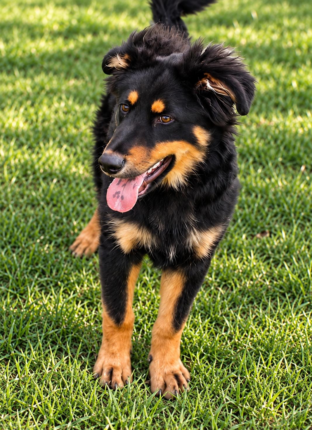 Enlarge Ollie, a Adoptable mixed breed in Baltimore, MD image 2/3