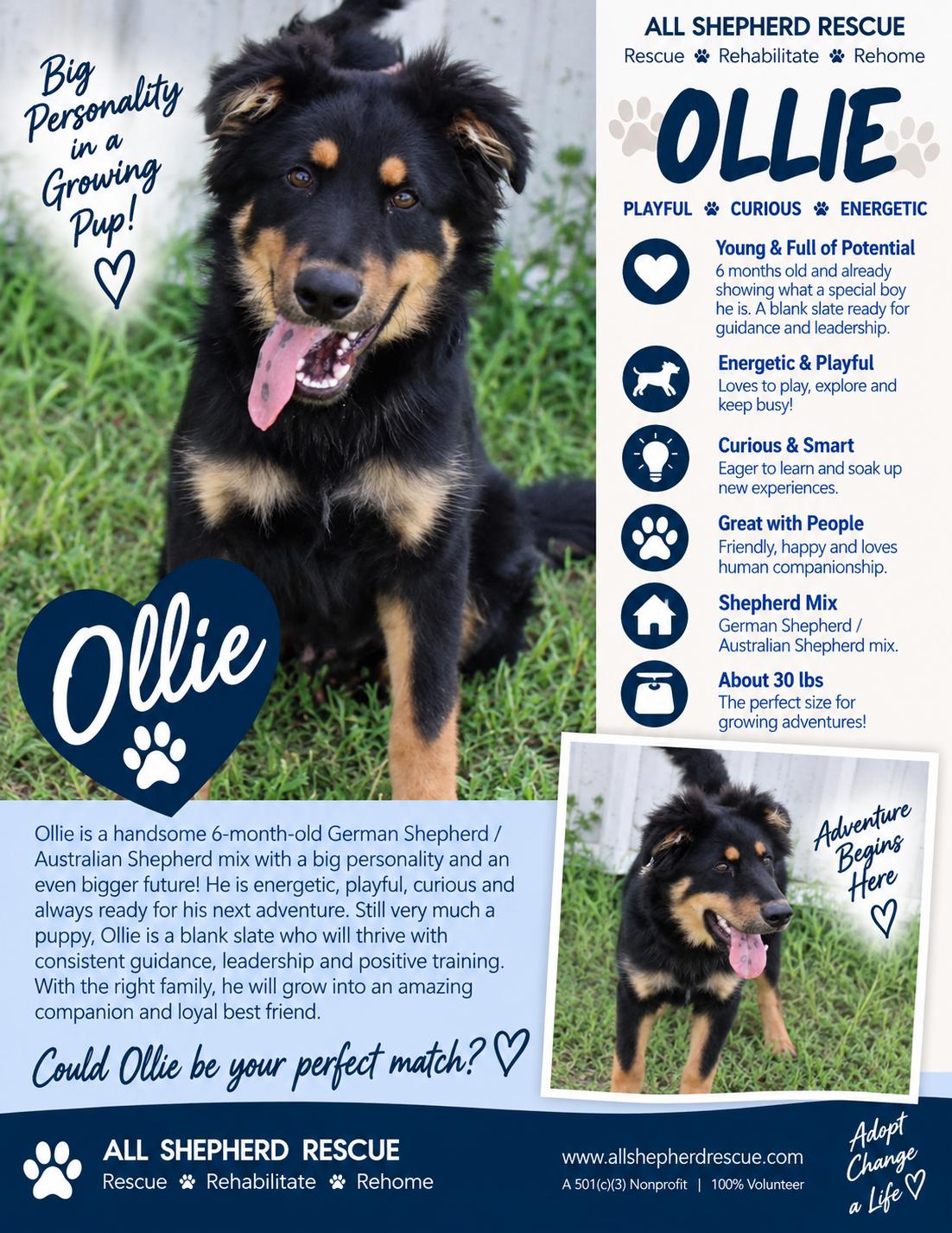Ollie, Adoptable, Puppy Male German Shepherd Dog & Australian Shepherd.