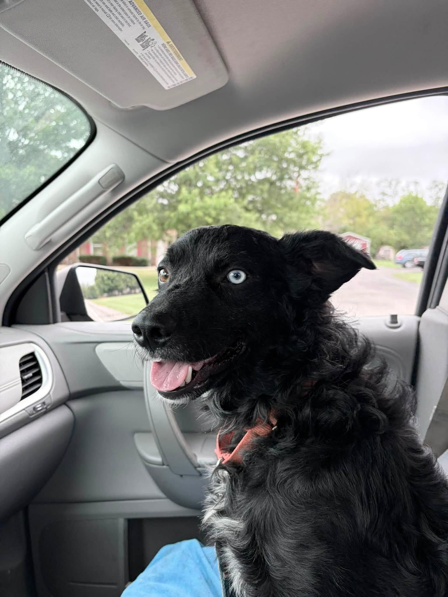 Enlarge Geist, a Adoptable mixed breed in Seymour, IN image 6/6